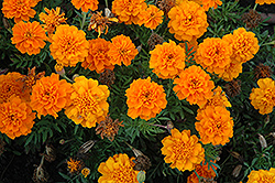 Cresta Deep Orange Marigold (Tagetes patula 'Cresta Deep Orange') at A Very Successful Garden Center