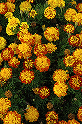 Cresta Spry Marigold (Tagetes patula 'Cresta Spry') at Lakeshore Garden Centres