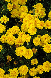 Cresta Yellow Marigold (Tagetes patula 'Cresta Yellow') at A Very Successful Garden Center