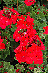 Horizon Deep Red Geranium (Pelargonium 'Horizon Deep Red') at Lakeshore Garden Centres