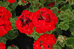 Horizon Red Geranium (Pelargonium 'Horizon Red') at Lakeshore Garden Centres