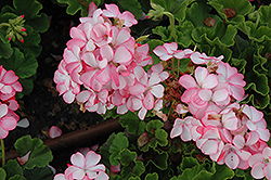 Horizon Petticoat Geranium (Pelargonium 'Horizon Petticoat') at A Very Successful Garden Center