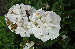 Horizon White Geranium (Pelargonium 'Horizon White') at A Very Successful Garden Center