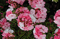 Pinto Premium White to Rose Geranium (Pelargonium 'Pinto Premium White to Rose') at Lakeshore Garden Centres