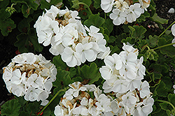 Pinto Premium White Geranium (Pelargonium 'Pinto Premium White') at Lakeshore Garden Centres