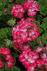 Pinto Premium Rose Bicolor Geranium (Pelargonium 'Pinto Premium Rose Bicolor') at Lakeshore Garden Centres