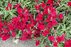 Candy Showers Deep Purple Snapdragon (Antirrhinum majus 'Candy Showers Deep Purple') at Lakeshore Garden Centres