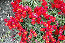 Candy Showers Red Snapdragon (Antirrhinum majus 'Candy Showers Red') at A Very Successful Garden Center