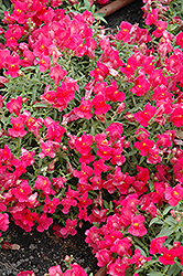 Candy Showers Rose Snapdragon (Antirrhinum majus 'Candy Showers Rose') at A Very Successful Garden Center