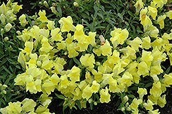 Candy Showers Yellow Snapdragon (Antirrhinum majus 'Candy Showers Yellow') at A Very Successful Garden Center
