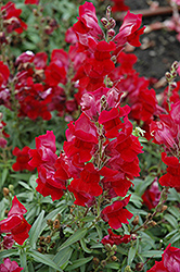 Speedy Sonnet Crimson Snapdragon (Antirrhinum majus 'Speedy Sonnet Crimson') at A Very Successful Garden Center