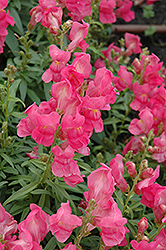 Speedy Sonnet Rose Snapdragon (Antirrhinum majus 'Speedy Sonnet Rose') at A Very Successful Garden Center