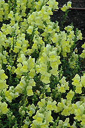 Speedy Sonnet Yellow Snapdragon (Antirrhinum majus 'Speedy Sonnet Yellow') at A Very Successful Garden Center