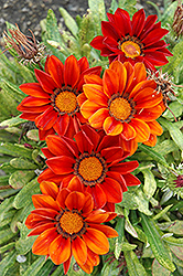 New Day Clear Red Shades (Gazania 'New Day Red Shades') at Lakeshore Garden Centres