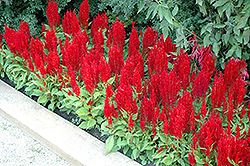 Arrabona Red Plumed Celosia (Celosia plumosa 'Arrabona Red') at A Very Successful Garden Center