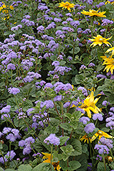 Blue Horizon Flossflower (Ageratum 'Blue Horizon') at Lakeshore Garden Centres
