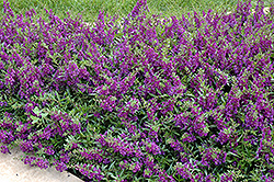 AngelMist Spreading Dark Purple Angelonia (Angelonia angustifolia 'Balangsparpi') at Lakeshore Garden Centres