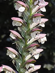 Hungarian Bear's Breeches (Acanthus hungaricus) at Stonegate Gardens