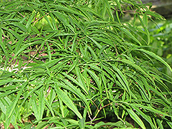 Linearilobum Japanese Maple (Acer palmatum 'Linearilobum') at Stonegate Gardens