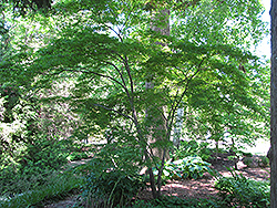 Linearilobum Japanese Maple (Acer palmatum 'Linearilobum') at Stonegate Gardens