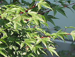 Kiyohime Japanese Maple (Acer palmatum 'Kiyohime') at A Very Successful Garden Center