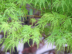 Kiri Nishiki Japanese Maple (Acer palmatum 'Kiri Nishiki') at A Very Successful Garden Center