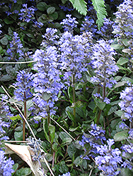 Blue Bugleweed (Ajuga genevensis) at A Very Successful Garden Center