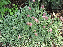 Rosy Pussytoes (Antennaria rosea) at A Very Successful Garden Center