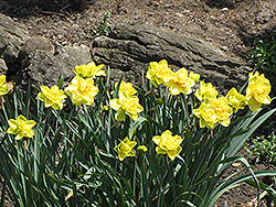 Golden Ducat Daffodil (Narcissus 'Golden Ducat') at A Very Successful Garden Center