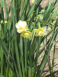 Yellow Cheerfulness Daffodil (Narcissus x poetaz 'Yellow Cheerfulness') at A Very Successful Garden Center
