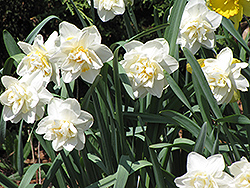 White Lion Daffodil (Narcissus 'White Lion') at Lakeshore Garden Centres