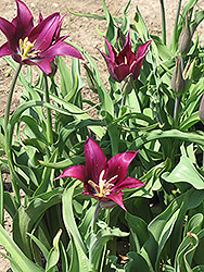 Purple Dream Tulip (Tulipa 'Purple Dream') at Stonegate Gardens
