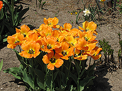 Blushing Apeldoorn Tulip (Tulipa 'Blushing Apeldoorn') at Stonegate Gardens