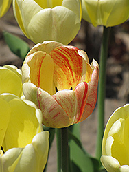 Burning Heart Tulip (Tulipa 'Burning Heart') at A Very Successful Garden Center