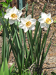 Accent Daffodil (Narcissus 'Accent') at A Very Successful Garden Center