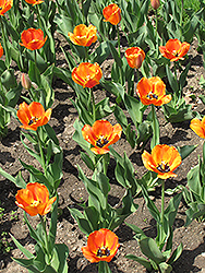 Blushing Apeldoorn Tulip (Tulipa 'Blushing Apeldoorn') at Stonegate Gardens
