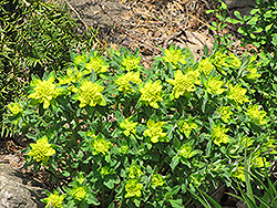 Cushion Spurge (Euphorbia epithymoides) at A Very Successful Garden Center