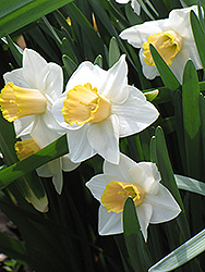 Accent Daffodil (Narcissus 'Accent') at A Very Successful Garden Center