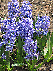 Blue Jacket Hyacinth (Hyacinthus orientalis 'Blue Jacket') at A Very Successful Garden Center