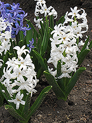 Carnegie Hyacinth (Hyacinthus orientalis 'Carnegie') at A Very Successful Garden Center