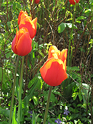Orange Toronto Tulip (Tulipa greggii 'Orange Toronto') at A Very Successful Garden Center