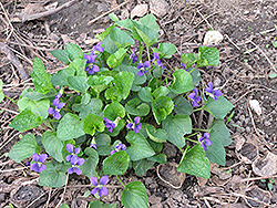 Wood Violet (Viola odorata) at Lakeshore Garden Centres