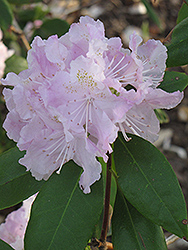 Angel Powder Rhododendron (Rhododendron 'Angel Powder') at A Very Successful Garden Center