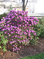 P.J.M. Regal Rhododendron (Rhododendron 'P.J.M. Regal') at A Very Successful Garden Center