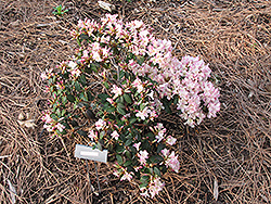 Ginny Rhododendron (Rhododendron 'Ginny') at Stonegate Gardens