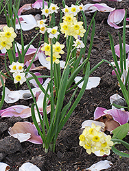 Minnow Miniature Daffodil (Narcissus 'Minnow') at A Very Successful Garden Center