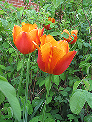 Apeldoorn Elite Tulip (Tulipa 'Apeldoorn Elite') at Stonegate Gardens