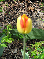 Orange Queen Tulip (Tulipa 'Orange Queen') at Stonegate Gardens
