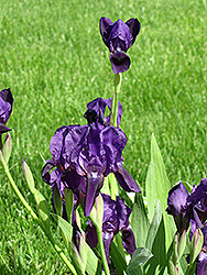 Full Impact Iris (Iris 'Full Impact') at A Very Successful Garden Center