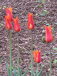 BallerinaTulip (Tulipa 'Ballerina') at Stonegate Gardens